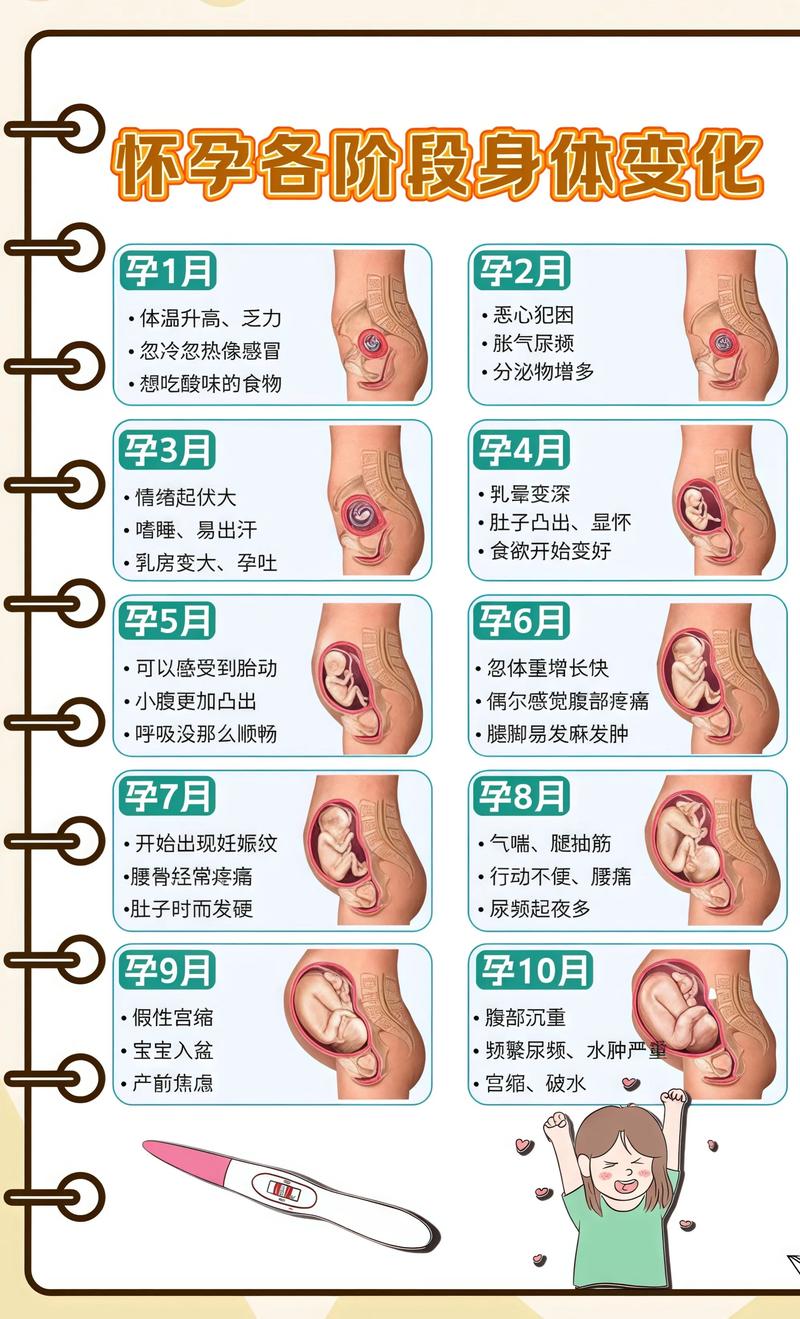 揭秘供卵代孕妈妈怀孕小腹分两节，孕期变化的奥秘潍坊代生机构: